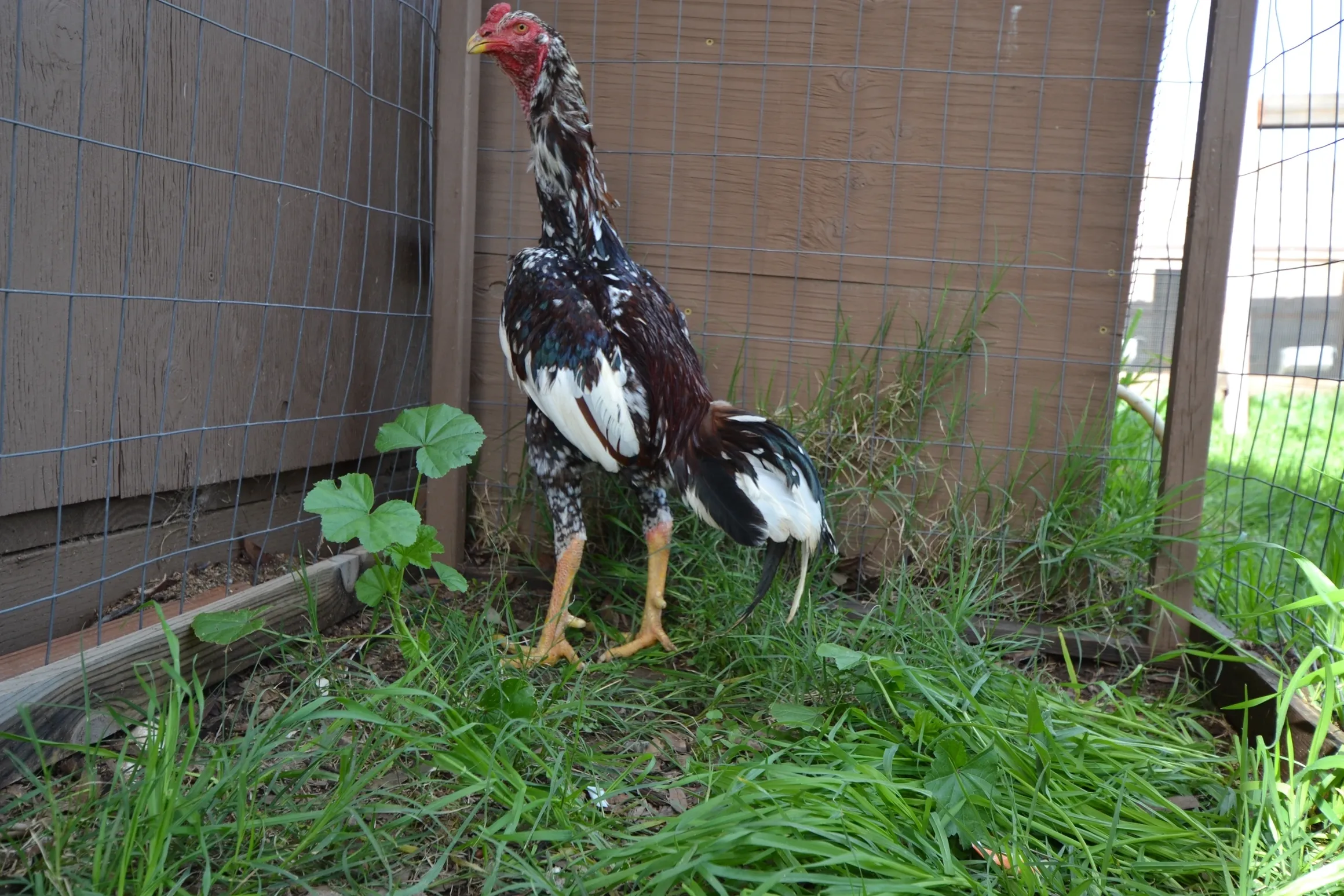 Pure O-Shamo Oriental Gamefowl for Sale