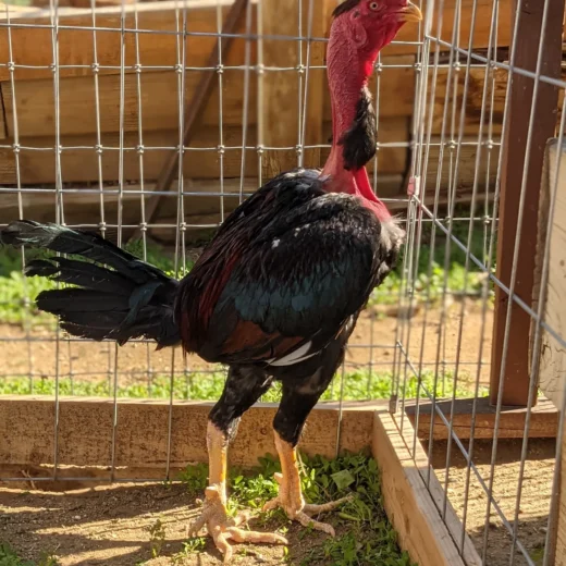 Madagascar BBRed Rooster For Sale