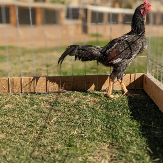 Rampuri Asil Blue Red Stag For Sale