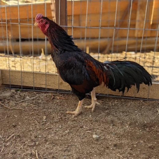 Rampuri Asil Dark Red Rooster For Sale