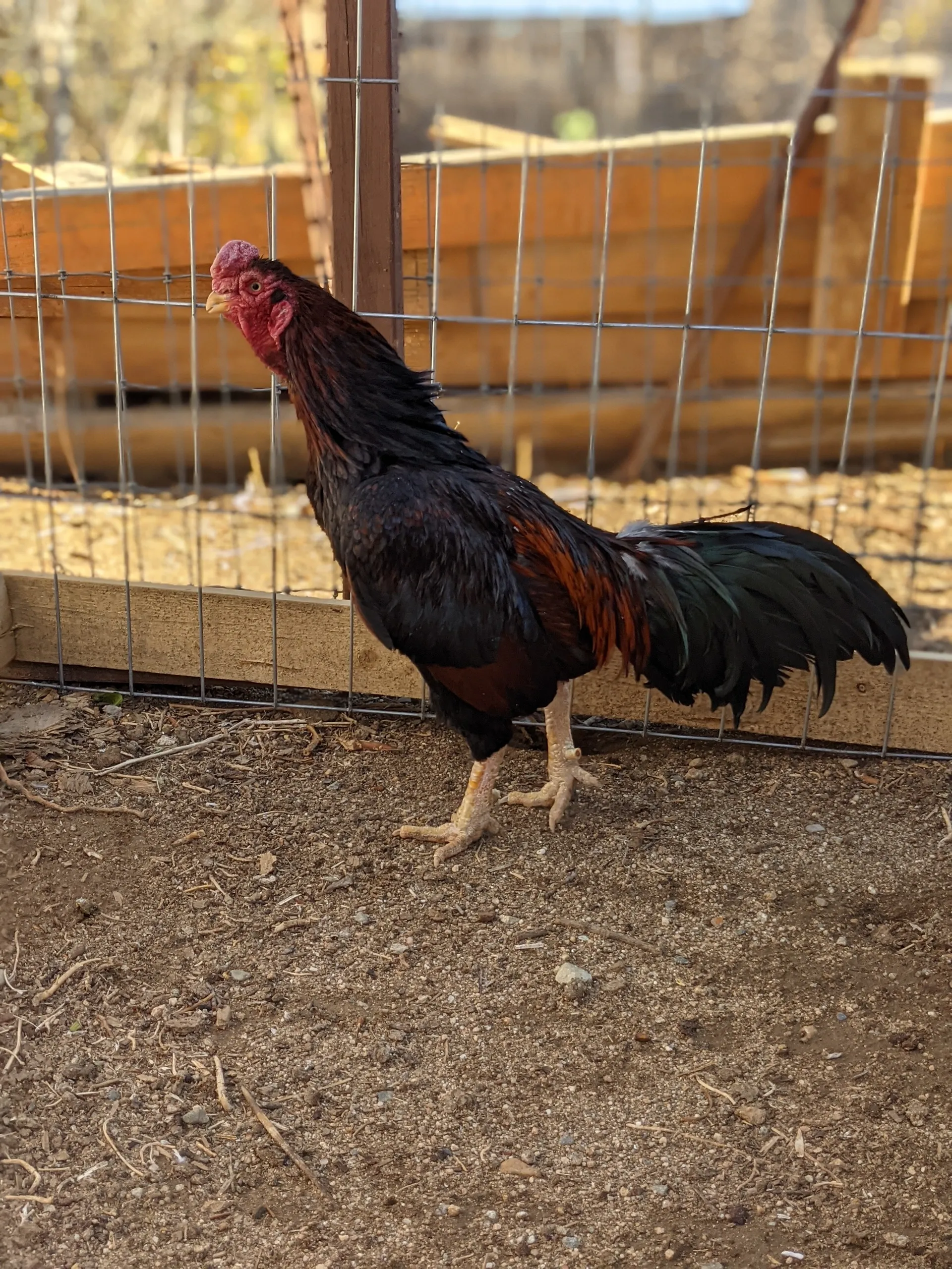 Rampuri Asil Dark Red Rooster For Sale
