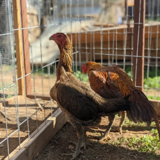 Hennie Ga Noi Don Hen For Sale