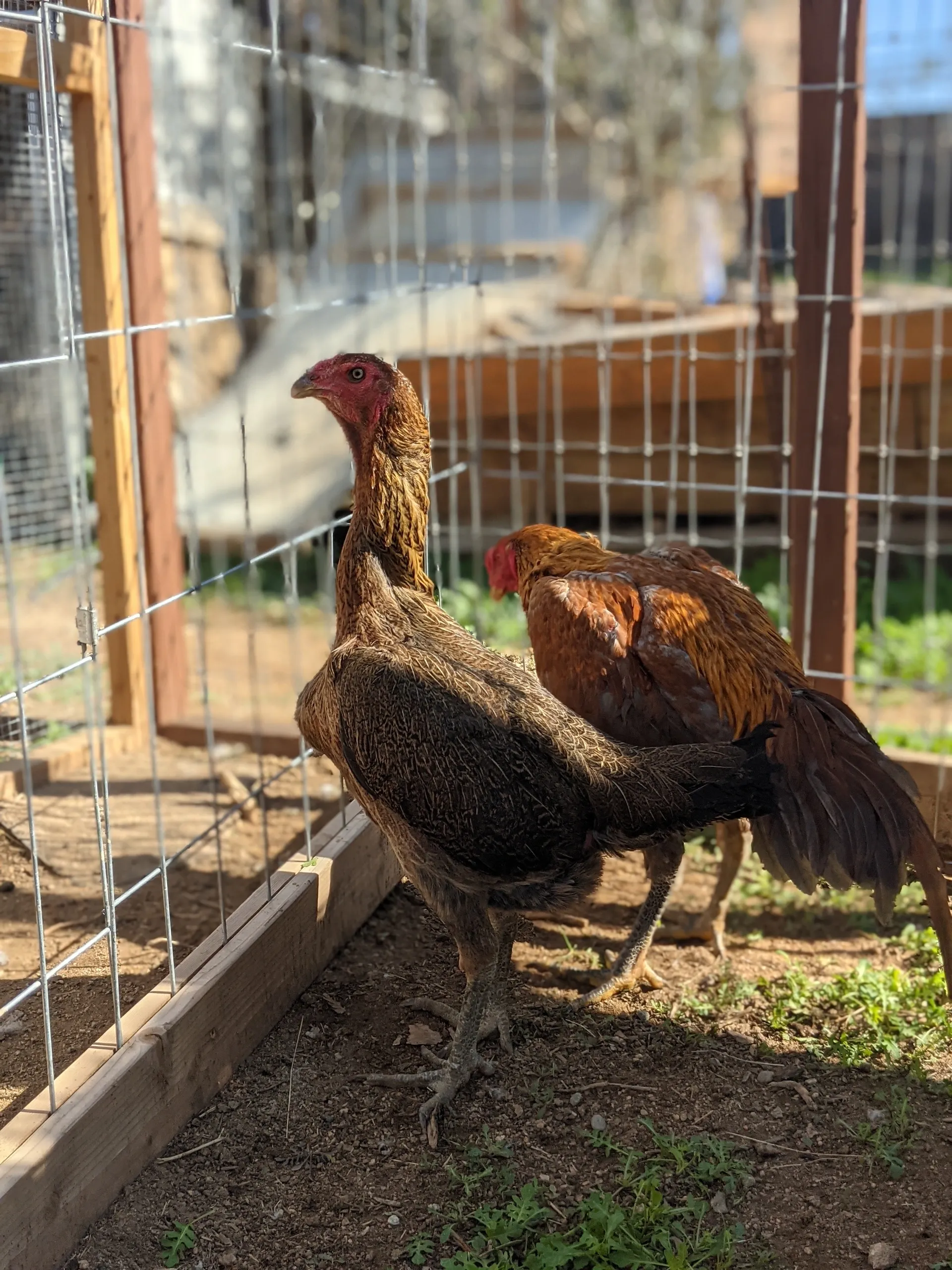 Hennie Ga Noi Don Hen For Sale