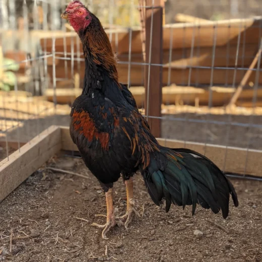 Premium Sonatol Asil Gamefowl Rooster For Sale