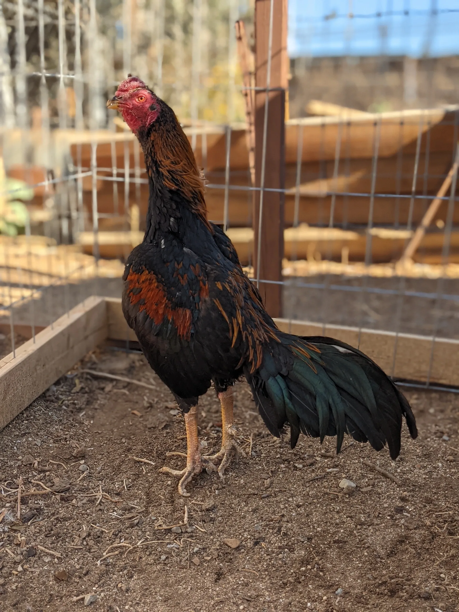 Premium Sonatol Asil Gamefowl Rooster For Sale