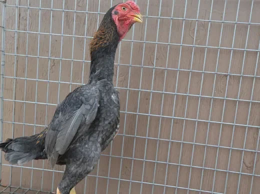 Rare Blue Red Ko Shamo Stag for Sale
