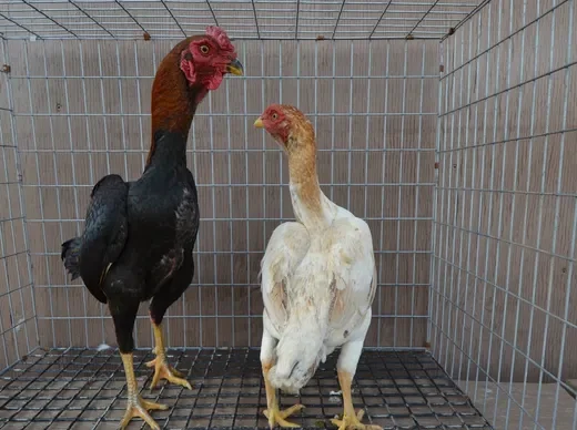 BB Red Ko Shamo Pair for Sale | Premium Bantams | Game Fowls Ranch