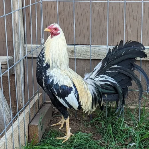 Buy purebred Spanish Jerezano gamefowl brood cock