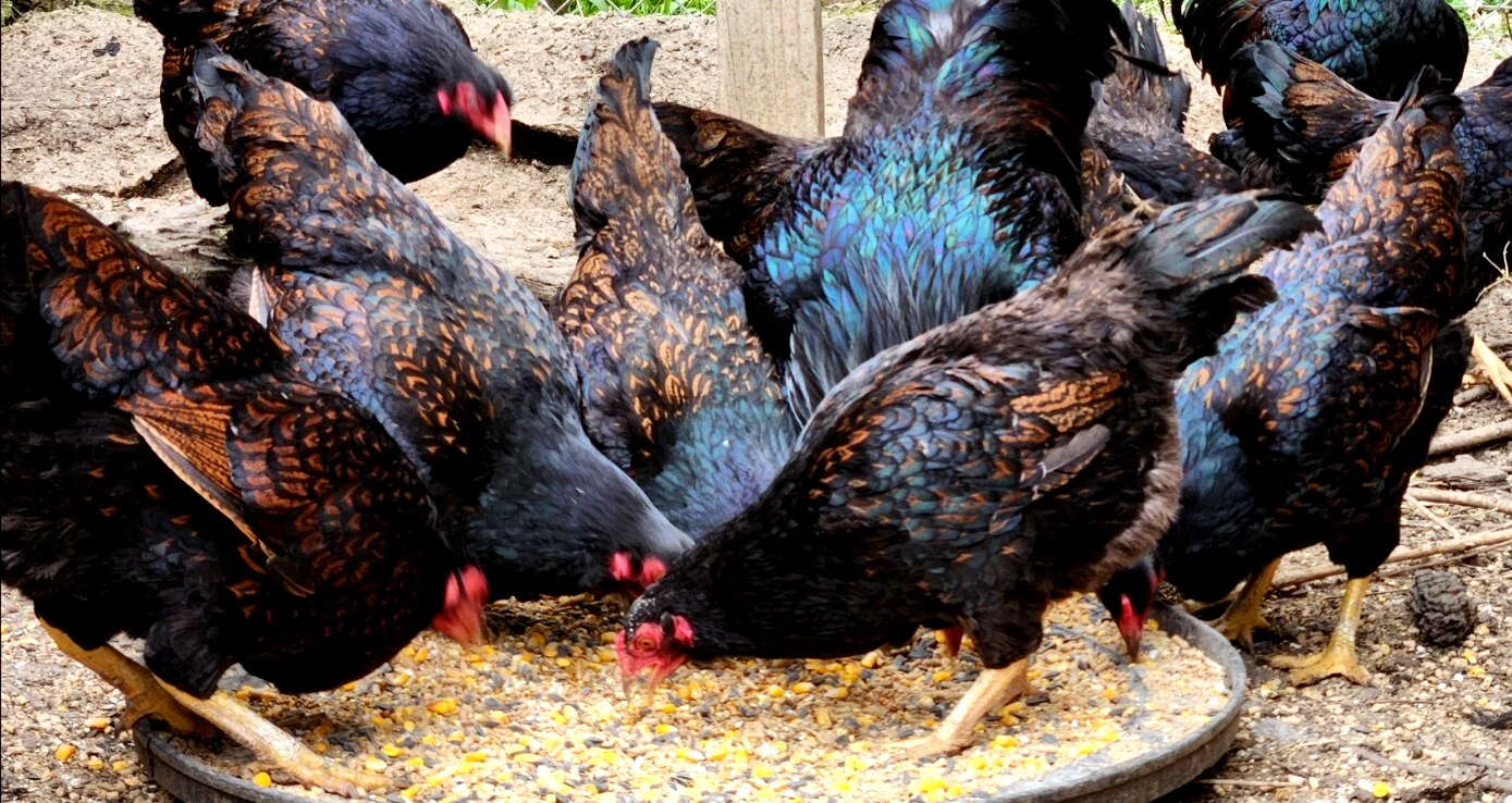 Buy purebred Large Fowl Dark Cornish roosters online - Image 2