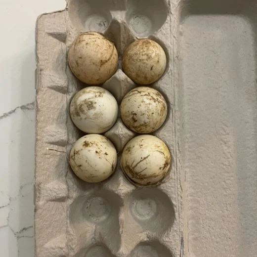 fertile Jumbo Pekin duck hatching eggs online