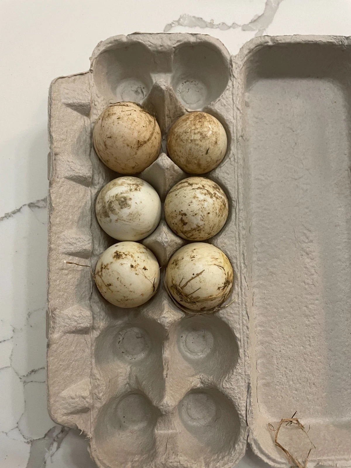 fertile Jumbo Pekin duck hatching eggs online