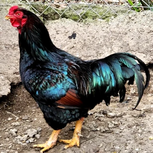 Buy purebred Large Fowl Dark Cornish roosters online