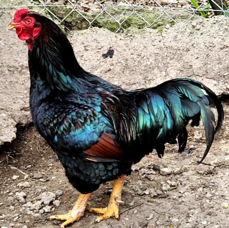 Buy purebred Large Fowl Dark Cornish roosters online