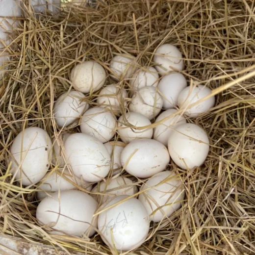 fertile Rouen duck hatching eggs online