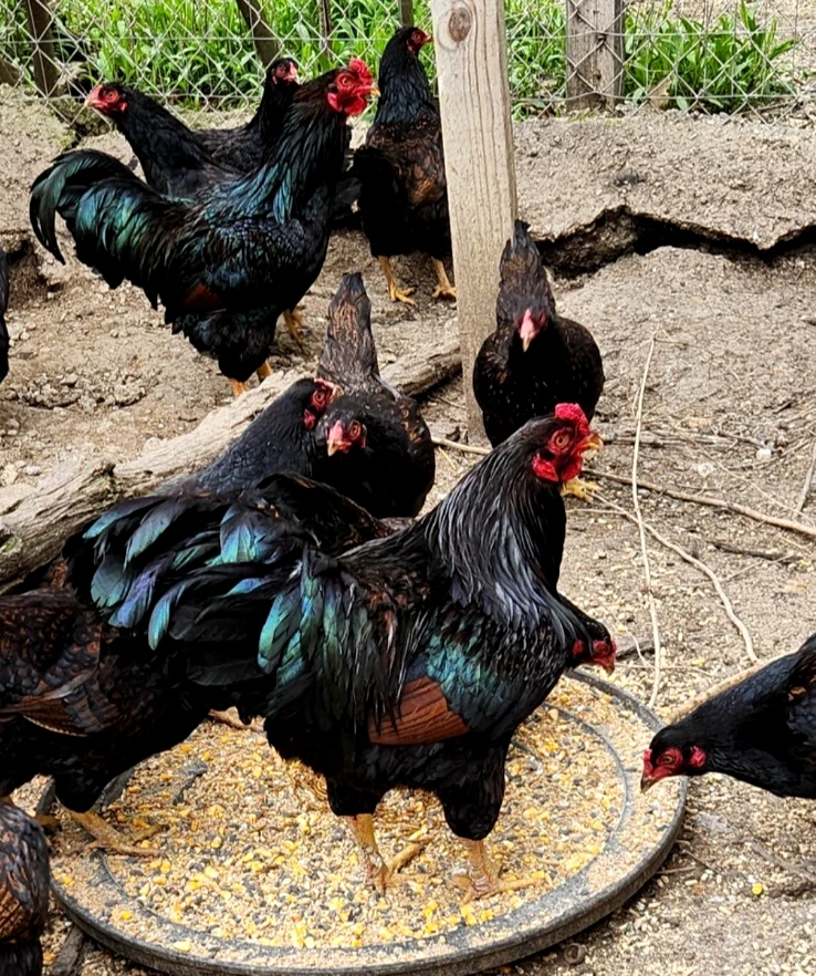Buy purebred Large Fowl Dark Cornish roosters online - Image 3