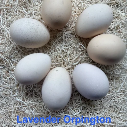 fertile Lavender English Orpington hatching eggs