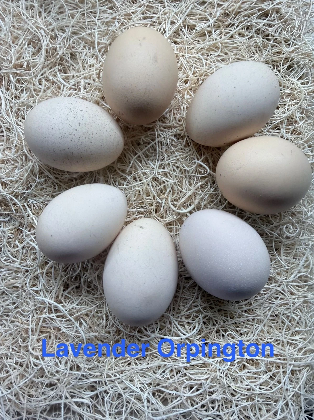 fertile Lavender English Orpington hatching eggs