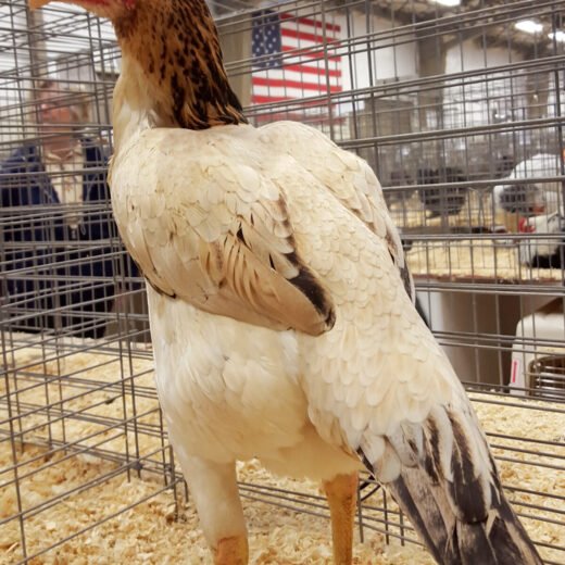 shamo hen for sale