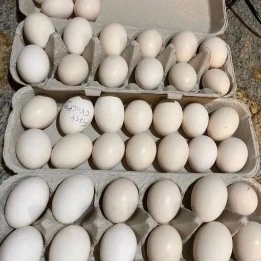 fertile Shamo hatching eggs for sale