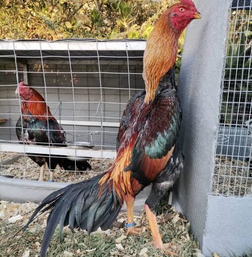 Buy purebred O-Shamo giant oriental brood cocks online