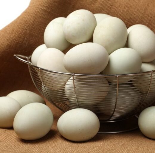 fertile Black Runner duck hatching eggs online