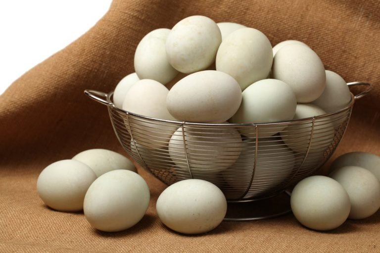 fertile Black Runner duck hatching eggs online