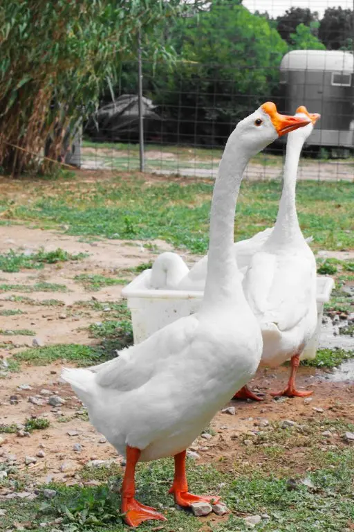 Buy purebred White Chinese single adult geese - Image 3