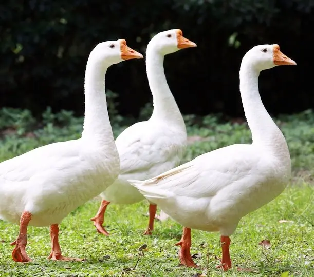 Buy purebred White Chinese single adult geese - Image 4