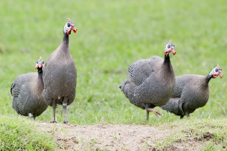 pearl grey guinea fowl for sale - Image 3