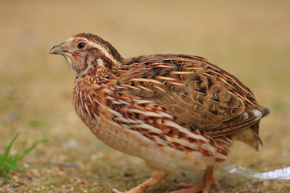 Purebred Coturnix Quail Hens (Japanese Quail) for sale - Image 3