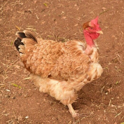 turken chickens for sale