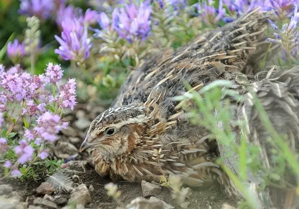 Purebred Coturnix Quail Hens (Japanese Quail) for sale - Image 5