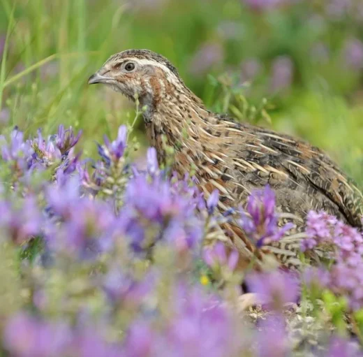 Purebred Coturnix Quail Hens (Japanese Quail) for sale