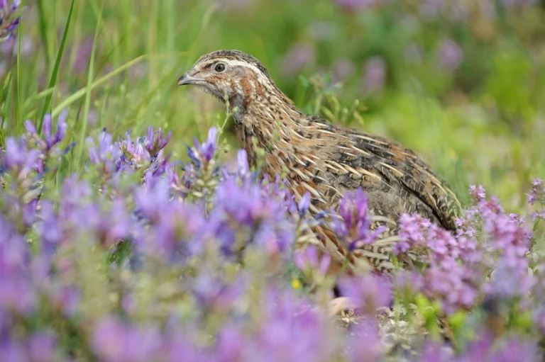 Purebred Coturnix Quail Hens (Japanese Quail) for sale