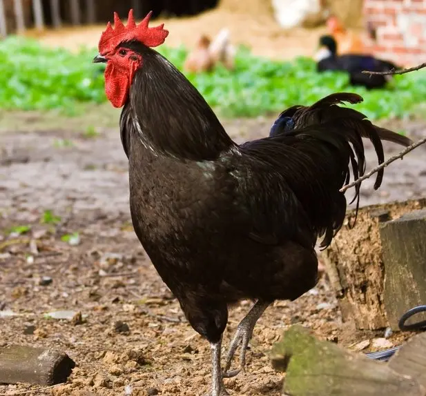 black jersey giant chickens for sale - Image 3