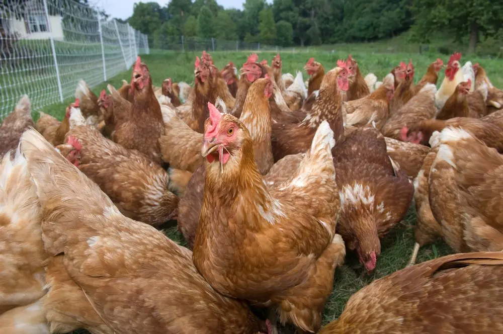 golden comet chickens for sale - Image 2