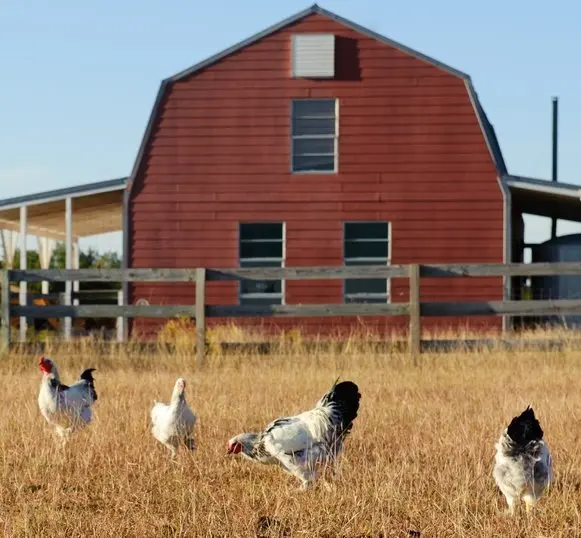 light brahma hens for sale - Image 2