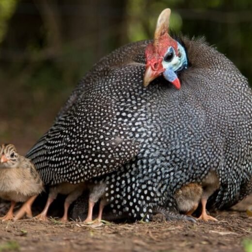 pearl grey guinea fowl for sale