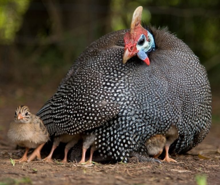 pearl grey guinea fowl for sale