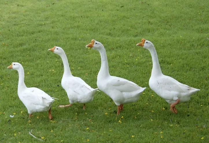 Buy purebred White Chinese single adult geese - Image 5