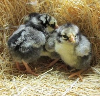 Silver Laced Wyandotte day old chicks