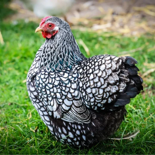 Silver Laced Wyandotte laying hens