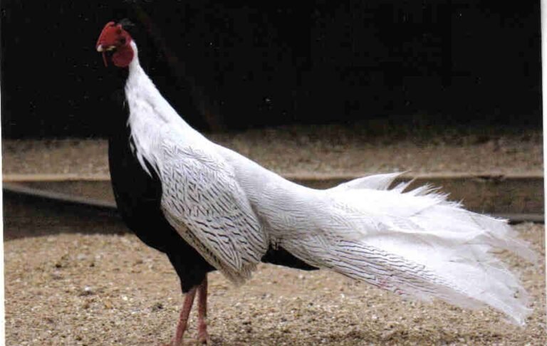 silver pheasant pair for sale - Image 2