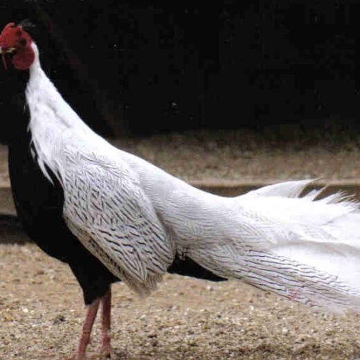 silver pheasant pair for sale