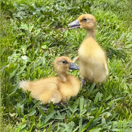 Buy live Silver Runner day-old ducklings online