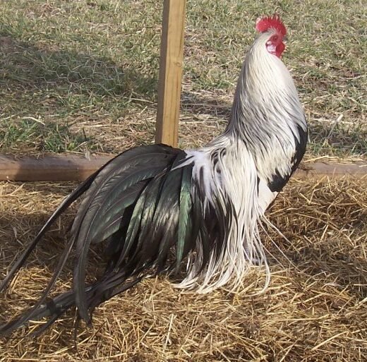 Pure Silver Duckwing Phoenix Rooster