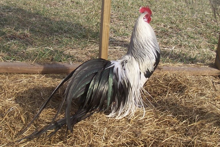 Pure Silver Duckwing Phoenix Rooster