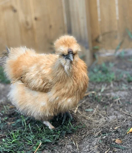Buff Silkie Bantam laying hens