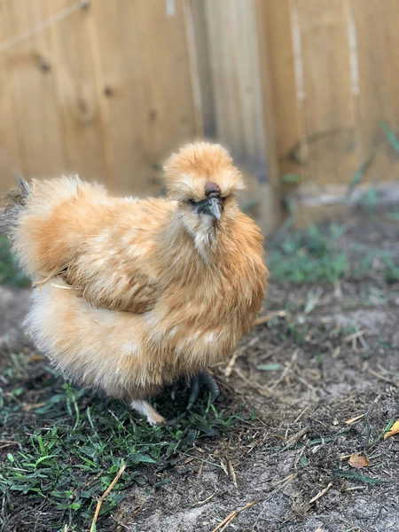 Buff Silkie Bantam laying hens