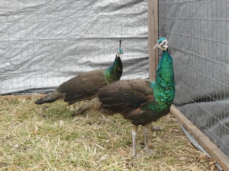 spalding peafowl pair for sale - Image 2